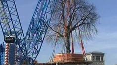 Kvůli obchodnímu centru stěhují obří kaštan