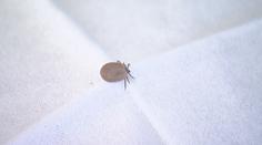 Teplé počasí hraje do karet klíšťatům. Chraňte své mazlíčky, varují veterináři