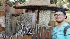Zoo vydávala osla za zebru, falešným pruhům se všichni smějí!