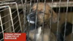 LIDSKÁ ZRŮDA: Nechal svoje štěňátka pochcípat, lezli po nich krysy