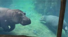 Roztomilá hrošice Fiona si v zoo užívá dny bez návštěvníků! VIDEO