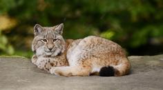 Darujte nám nechtěné mazlíčky, vyzvala dánská zoo. Předhodí je rysům
