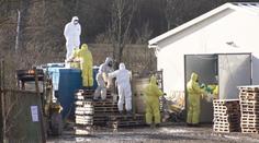 Ptačí chřipkou se v Evropě nakazil člověk. V Americe virus už zabíjí