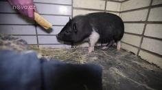 Další prasátko málem umřelo! Tentokrát ho lidé našli v popelnici