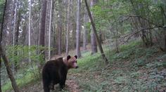 Na Vysočině se prý potuluje medvěd. Raději nevycházíme z domu, bojí se místní