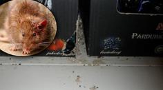 Prodejny plné myší! Inspektoři zavřeli hned TŘI provozovny, problémy mělo i Penny