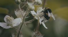 Lidi vyděsily desítky uhynulých čmeláků. Odborníci vysvětlili, co se stalo