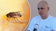 Jak se doma zbavit otravných octomilek? RADY ODBORNÍKA
