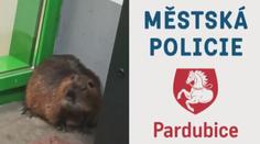 VIDEO: Policie naháněla zatoulané zvířátko. V noci bloudilo městem