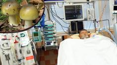 Houby mají první oběť! Muž si pochutnal na muchomůrce a nepřežil to
