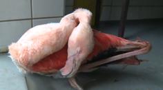 Rodiče chlapců, kteří ubili plameňáka, nabízejí zoo peníze