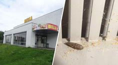 Nechutný nález v Bille. Kvůli broukům a červům museli zavřít část provozovny