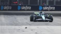 Chaos při tréninku Formule 1. Po trati se mezi monoposty proháněl varan