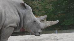 Hodně zvířat i příznivé ceny. Polská zoo je ideální pro rodiny s dětmi