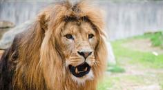 Zlínská zoo zuří. Do výběhu lvů někdo hodil lahev, hrozí jim vážné zdravotní potíže