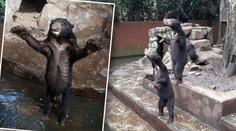 Šokující VIDEO: Vyhublí medvědi prosí návštěvníky zoo o jídlo!