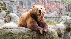 Brněnská zoo přišla o oblíbenou medvědici. Chovatelé se ji rozhodli uspat