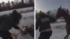 VIDEO: Drama na rybníce. Policisté vytáhli koně z ledu vlastníma rukama