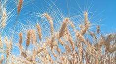 Pětice zemí odmítá plodiny z Ukrajiny. Chráníme naše farmáře, prohlašují