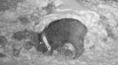 Někteří divočáci denně ujdou až 18 kilometrů. Odhalily výsledky projektu