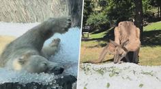 VIDEO: Zoo pod ledem. Zvířata i návštěvníci se chladí originálním způsobem
