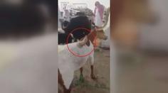 Vesnice v šoku: Podivný tvor s obrovským rohem! VIDEO