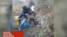 Muže z Kyjovska napadl orel, když venčili psy. Chtěl mazlíčky ulovit