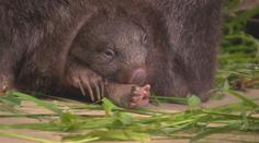 Je to holčička! V pražské zoo se narodilo první mládě vombata