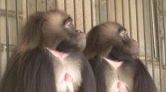Brněnská zoo chová podivné šelmy. Jezdí za nimi lidé z celé republiky