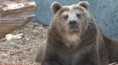 Medvěd nikoho neohrožoval, přesto ho zastřelili! Zoo čelí kritice