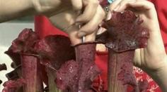 Liberecká botanická zahrada vyšlechtila nový druh masožravé rostliny