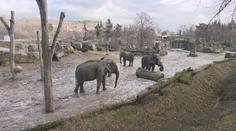 Sloni, plameňáci i gorily. Zvířata v českých zoo si užívají sněhu