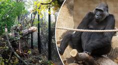 PŘÍMÝ PŘENOS: V zoo krmí zvířata ulámanými větvemi!