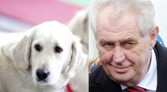 Odstartuje Miloš Zeman lavinu zlatých retrieverů?