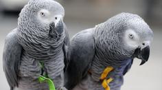 Jedu na veterinu, tvrdil řidič auta plného vzácných papoušků