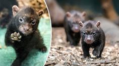 Pražská zoo představila další chloubu – štěňata psů pralesních
