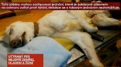 Žena na svém dvorku utýrala krásného psa žízní a hlady. Nebylo mu pomoci