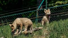 Chlupatá radost v Brně. V zoo se narodila dvě štěňata vlků arktických
