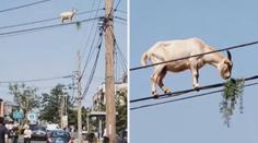 VIDEO: Neuvěřitelný moment. Koza žrala trávu na elektrickém vedení