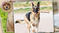 FOTOGALERIE: 10 nejkrásnějších ovčáků a honáků naší soutěže. Jde o 100 000 Kč!