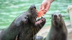 Pražská zoo zdraží vstupné. Nejvýhodnější bude přes e-vstupenky