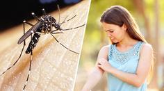 Poblíž Česka se připravují na invazi komára tygrovaného. Může přenášet virus Zika