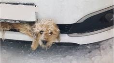Auto srazilo psa, zaklínil se do nárazníku! Řidič si ničeho nevšiml