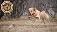 PSÍ SPECIÁL: Veterinář prozradil, proč je lepší si pořídit pejska s průkazem původu