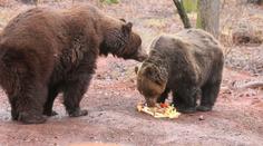 Smutná zpráva, chomutovský zoopark se rozloučil s medvědem Nerem