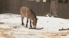 Libereckou zoo uzavřeli kvůli vichřici. Zlomený strom spadl na malé hříbě