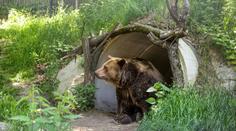 Nečekaná smrt ve známé zoo. Zemřel legendární medvěd Felix