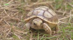 V Zoo Ostrava se začala líhnout mláďata vzácného druhu želv