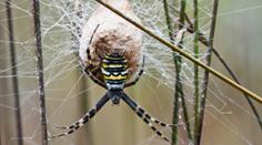 Jak z filmu Arachnofobie! Obří jedovatí pavouci zaplavili americká města