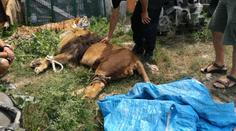 Útěk lva a 2 tygrů má dohru! Policie zahájila trestní řízení